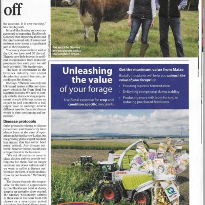 Longhorns Paper Article 2