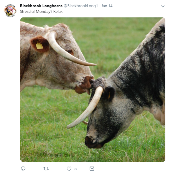 Blackbrook Longhorns On Twitter