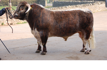 Blackbrook Touchstone Longhorns Cattle