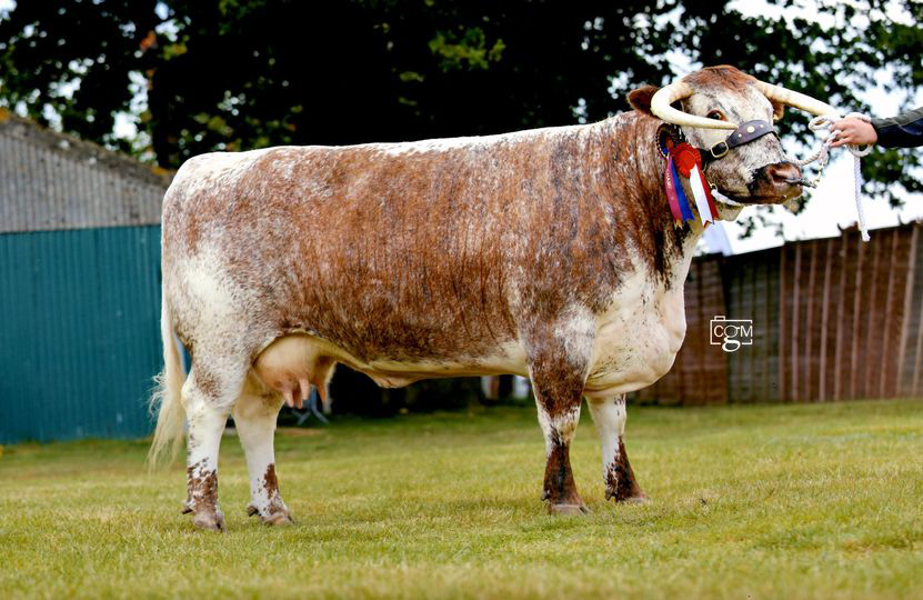Suffolk Show breed and female champion Blackbrook Zither