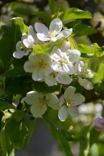 Apple blossoms