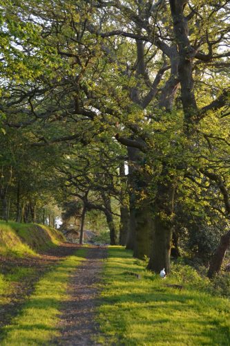 Blackbrook Garden