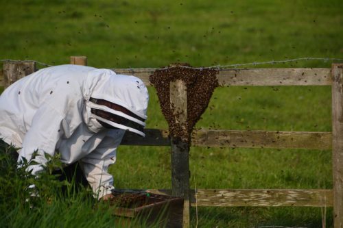 Blackbrook honey bees