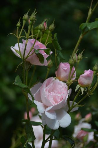 Pink Roses