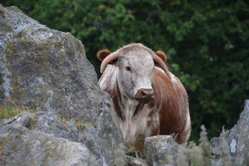 Heifer