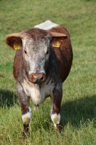 Blackbrook Jolly