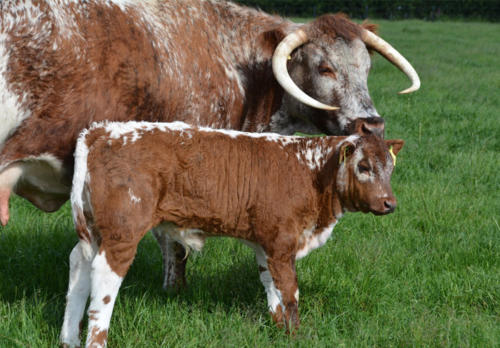 Whisper with bull calf Bluechip